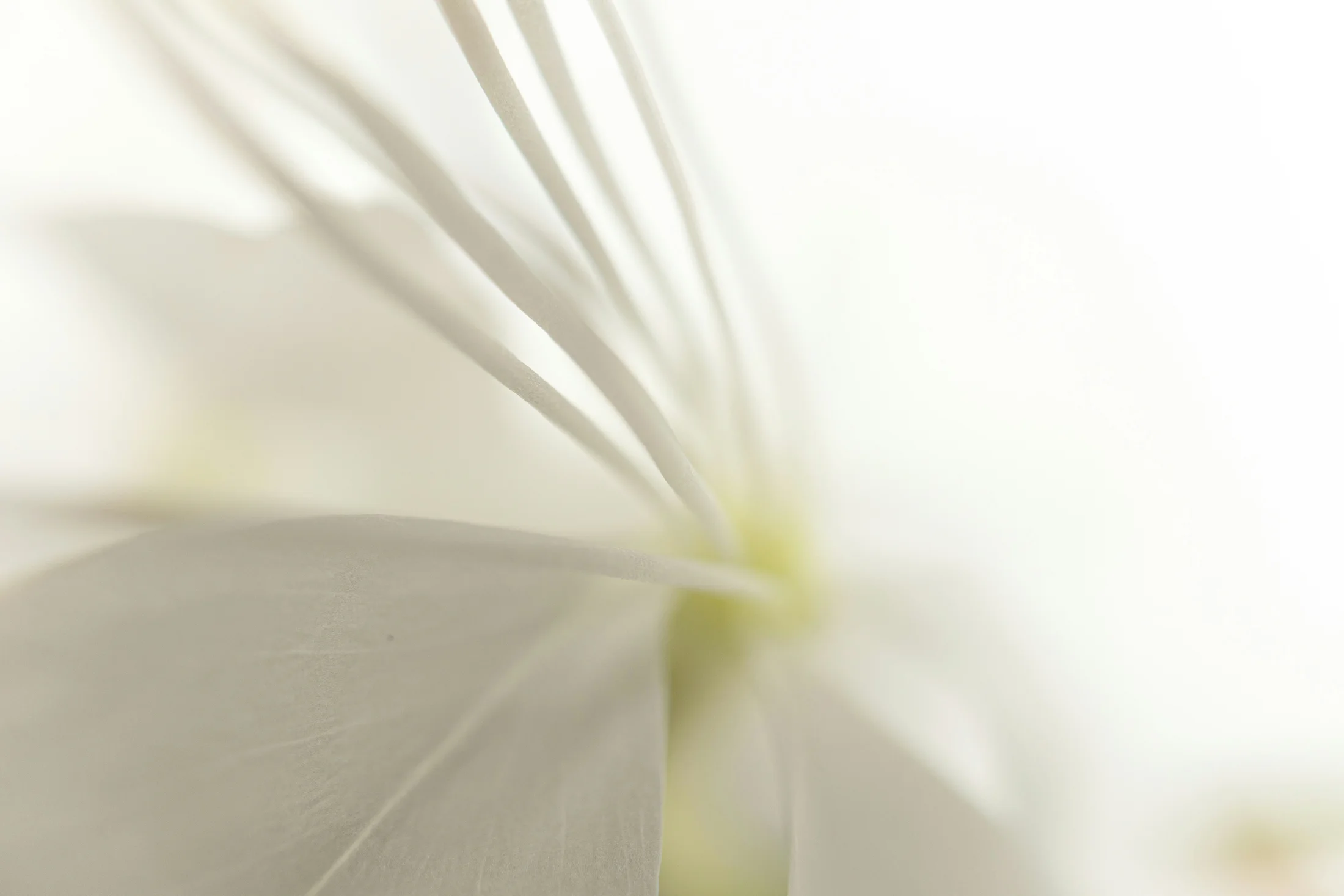 Soft close detail of pale flowers